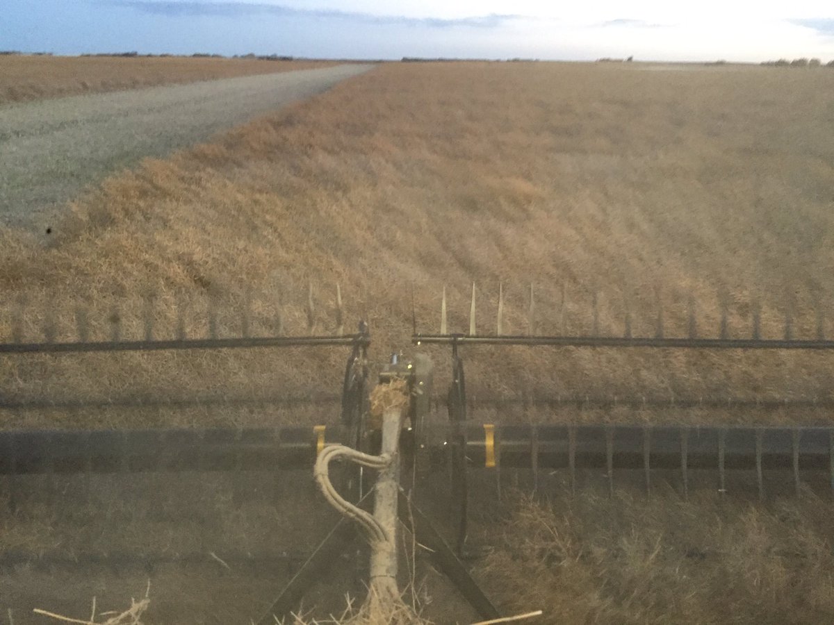 CamCanola's tweet photo. My grower finished harvesting me #SY4157 late last night. Thank you everyone involved involved from planting to harvest. @syngentacanada https://t.co/CYleeP7hJ8