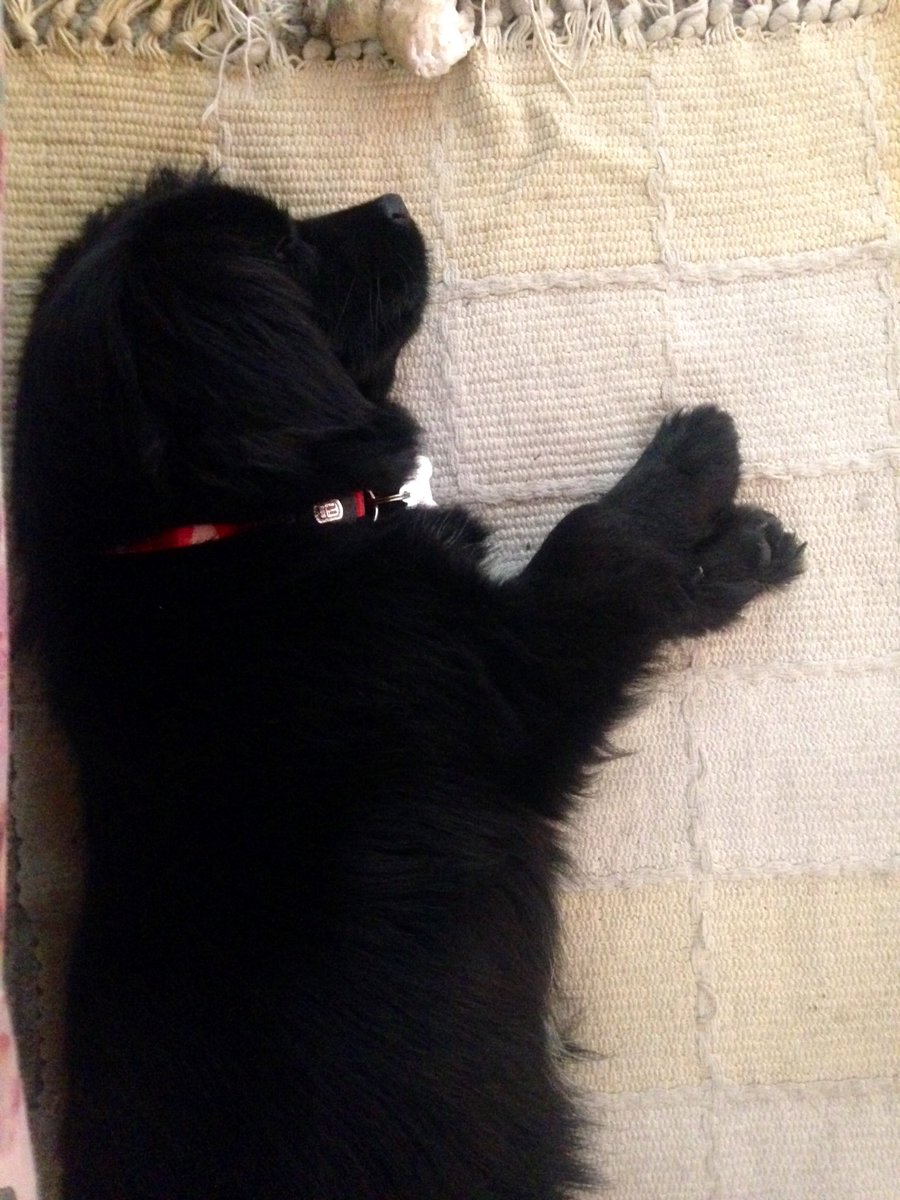 joaquinaaa's tweet photo. Bienvenida #AceitunaMaria a la familia! Prometemos darte muchísimo amor! ❤️#adopta #matchcota #pet #dog https://t.co/0Wt0MrsC9J