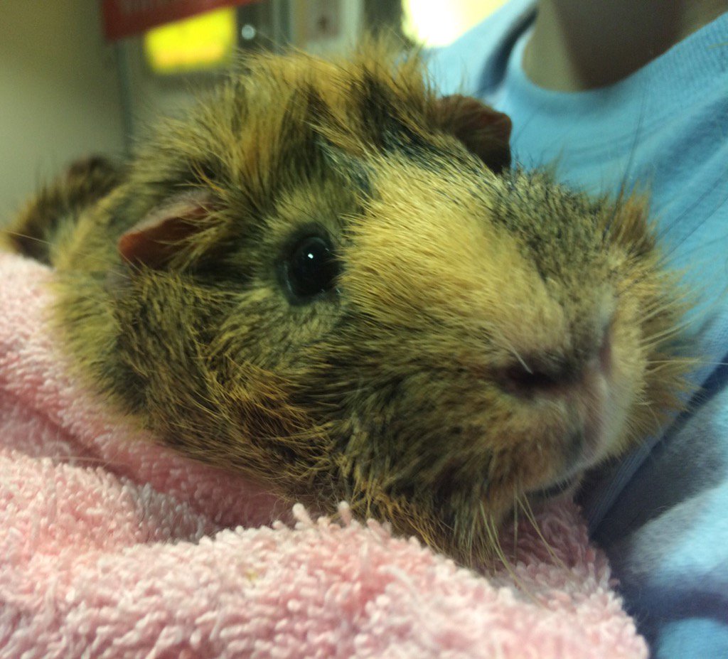 zzzaren's tweet photo. Come to the @svbmun fair @hoppyhomes booth and meet Sammy the guinea pig! #GIVE2016 https://t.co/Rwb7kGhzik