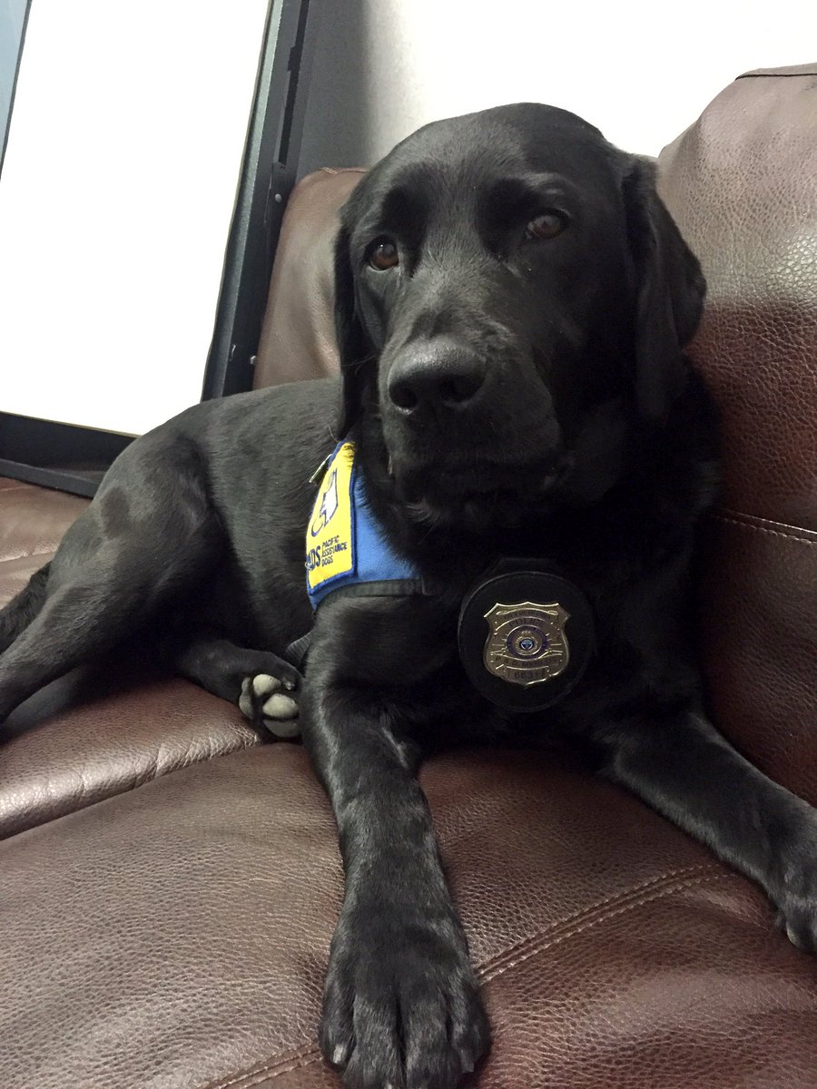 PADSk9Merlot's tweet photo. Warming up the couch for a busy day of #forensicchildinterviews @reginapolice #rcjc #childabuse #yqr #interventionk9 @PADSdogs https://t.co/4KHHZGSBlJ