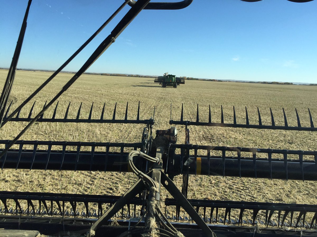 CamCanola's tweet photo. I am harvested, but would like to see your pics of #SY4157 @syngentacanada https://t.co/OcCHWFgpWL