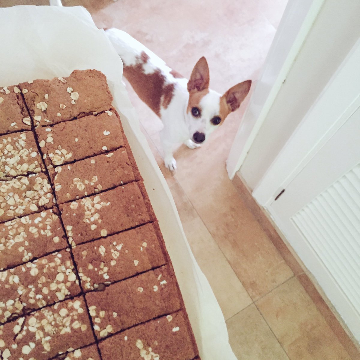 MarcosYanezS's tweet photo. Esto es lo que pasa cuando haces barritas y otros se desconsuelan 🙉🐶🍫 https://t.co/fTsNleiax4