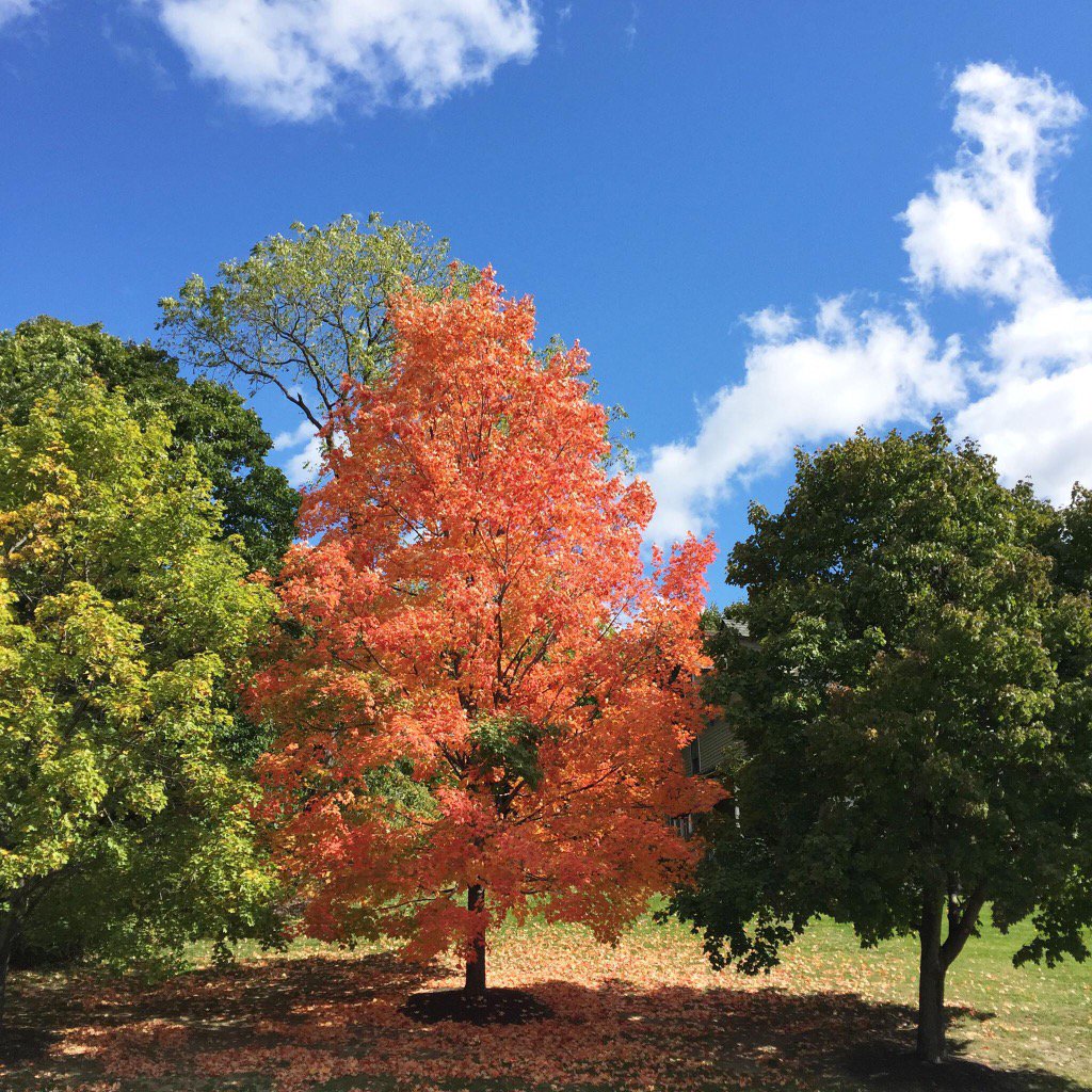 SafeJobSolution's tweet image. My favorite time and season of the year! It&apos;s here Fall!!!