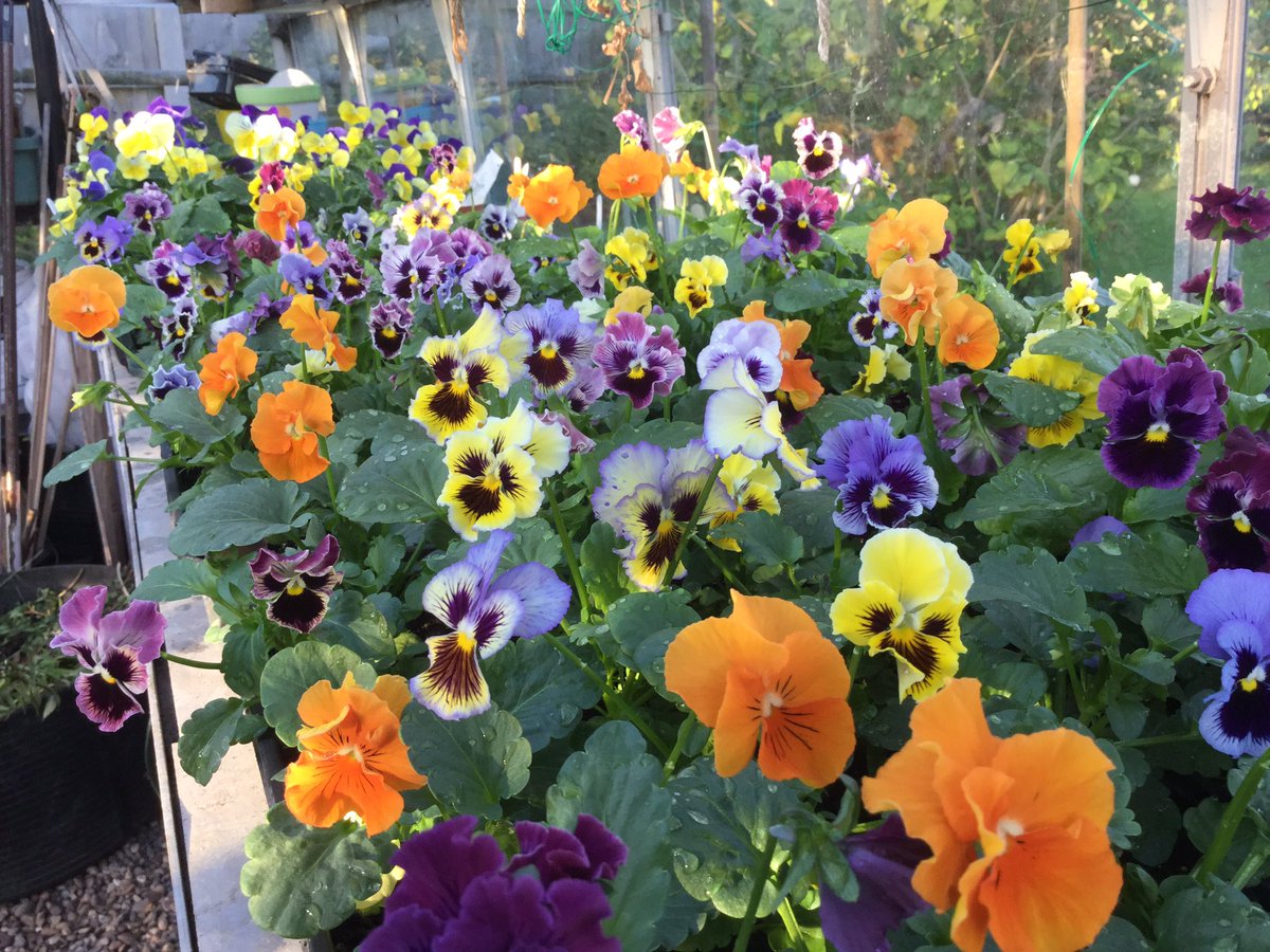 Pansies waiting to be planted out