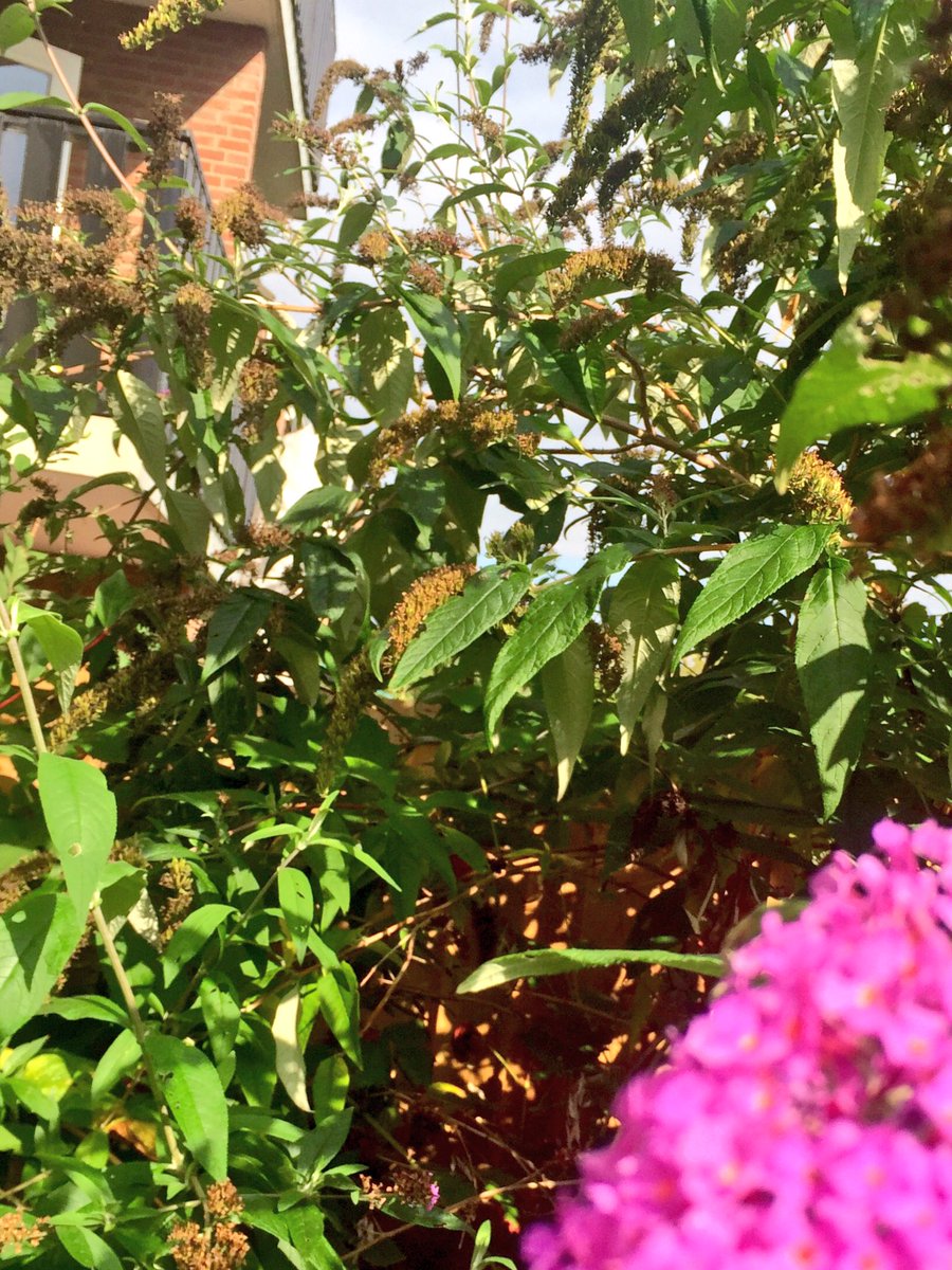 MarekRamadan's tweet photo. @jolanda1253 Lโค๏ธVE IT โ๏ธ
The G๐RDEN of Eden:
๐ผhttps://t.co/lACDryMR00 ๐ถ
No-Iron (Butterfly ๐๐๐๐)
#PPAg #KGVG ๐ @agency_privacy #PPagent RT https://t.co/pCFHmZm5sr