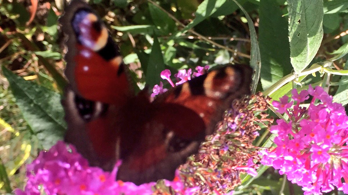 MarekRamadan's tweet photo. @jolanda1253 Lโค๏ธVE IT โ๏ธ
The G๐RDEN of Eden:
๐ผhttps://t.co/lACDryMR00 ๐ถ
No-Iron (Butterfly ๐๐๐๐)
#PPAg #KGVG ๐ @agency_privacy #PPagent RT https://t.co/pCFHmZm5sr