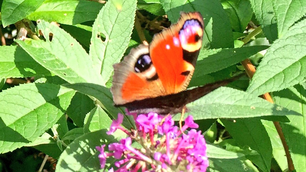 MarekRamadan's tweet photo. @jolanda1253 Lโค๏ธVE IT โ๏ธ
The G๐RDEN of Eden:
๐ผhttps://t.co/lACDryMR00 ๐ถ
No-Iron (Butterfly ๐๐๐๐)
#PPAg #KGVG ๐ @agency_privacy #PPagent RT https://t.co/pCFHmZm5sr
