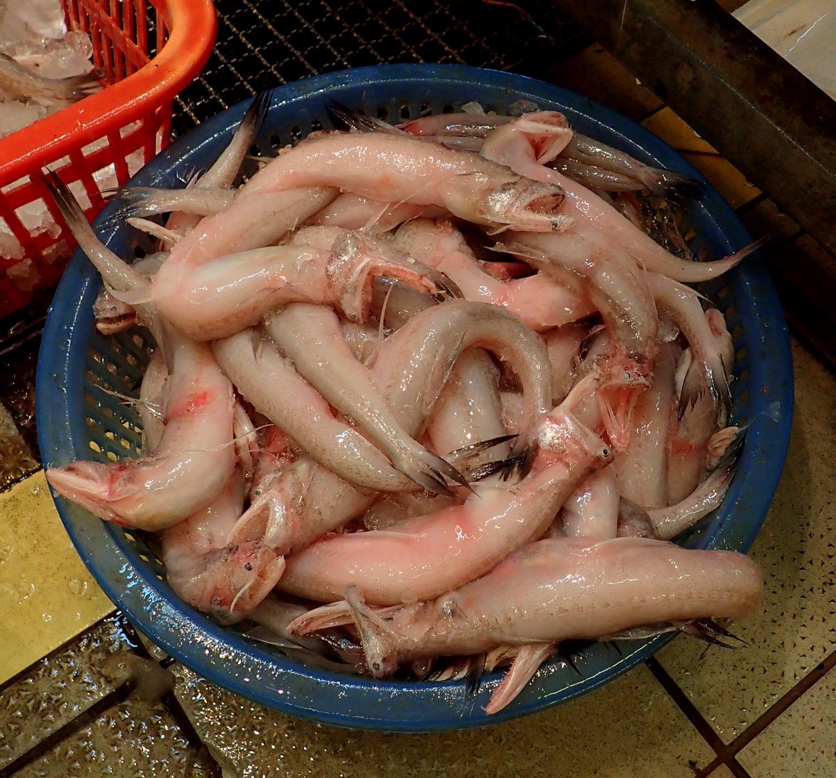 平坂寛 香港の市場で見かけたテナガミズテング 川魚と日本でも見慣れた沿岸性の魚が多い中で異彩を放っていました