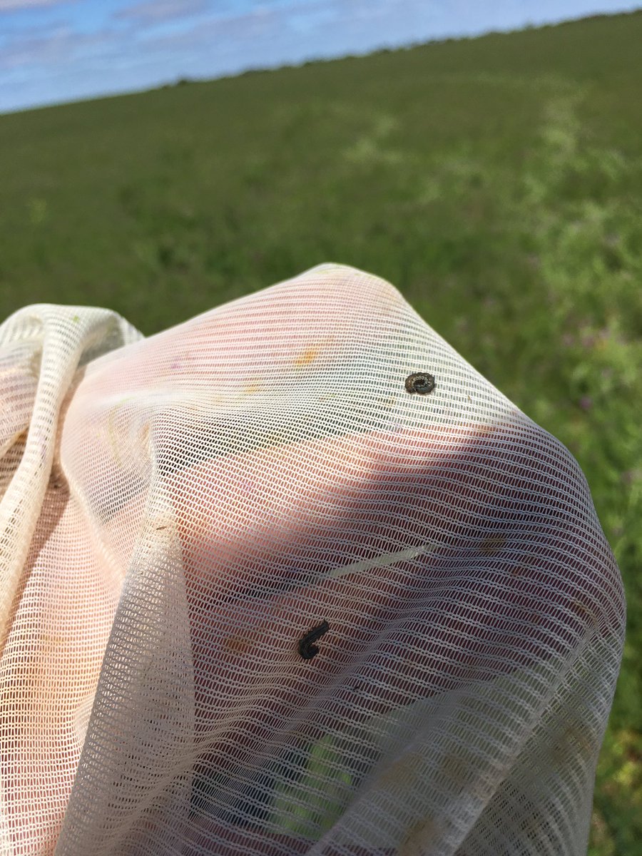 andrewmcmahen's tweet photo. Starting to find low levels of Heliothis, expect lots hatching over the next 2 weeks #sweepnettime @PestFactscesar https://t.co/KA8csA0f6V