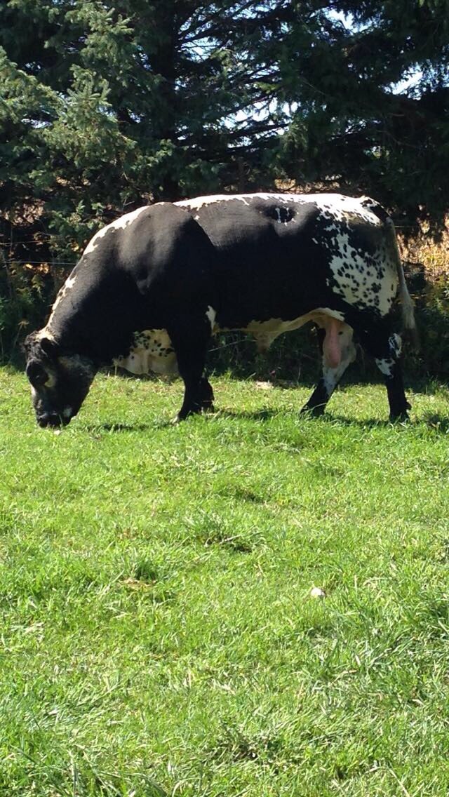 TrevTownsend's tweet photo. keen to see what the calves will look like next year from this big fella! #specklepark https://t.co/UOu2rmBZtM