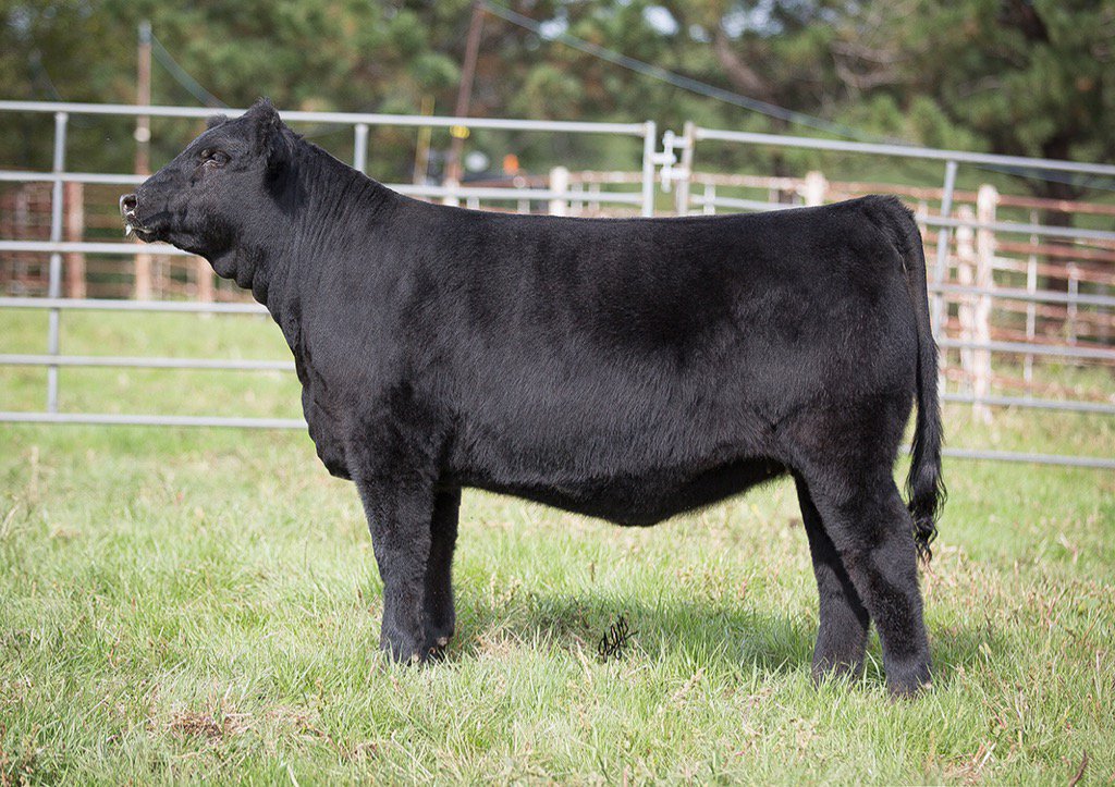 Come see this tremendous Broker 1/2 simm &amp; other sale calves when in Omaha for Aksarben. Sale 9/27 <a href="/BreedersWorld/">Breeders' World</a>