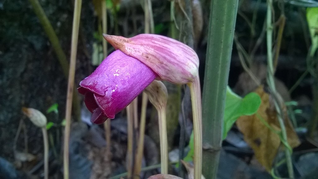 JilpaPN's tweet photo. #Monsoon magic #RootParasite #Aeginetia seen at shady locations of #Forest , along road side #Dapoli #Orobanchaceae https://t.co/zcVf6TcGtn