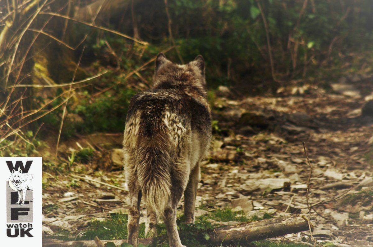 WolfWatch_UK's tweet photo. #AutumnalEquinox. When #nature is in balance and when wild wolves start to travel again within their territory. #workingforwolves #wwuk https://t.co/cM4jZmltbr