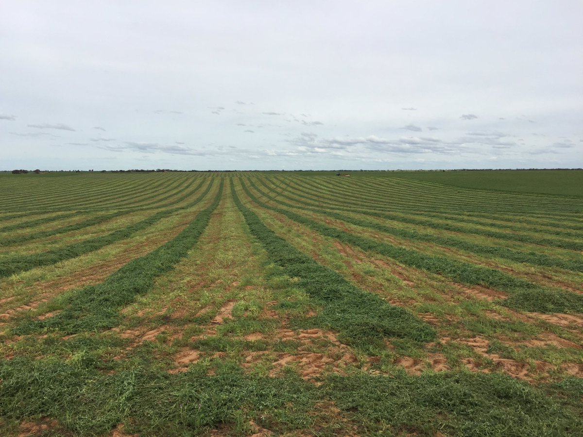 ocallaghan_adam's tweet photo. Appreciating big machinery after a few days on 13ft mower/conditioner! #vetch hay #Kuhn https://t.co/ZwuXxalX4Y