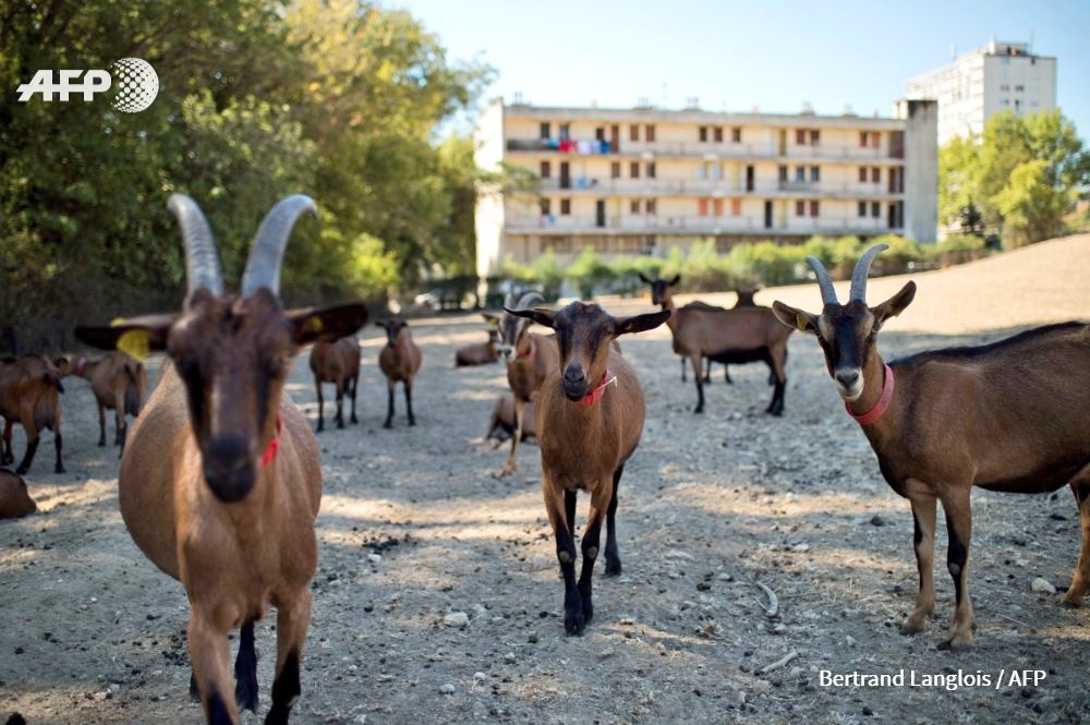 AgricultureUrbaine tweet media