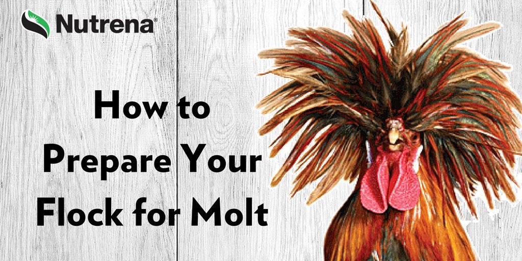Ready or not, molt is coming! Are you prepared? #chickens #molting #backyardchickens #acton pbxx.it/9va110