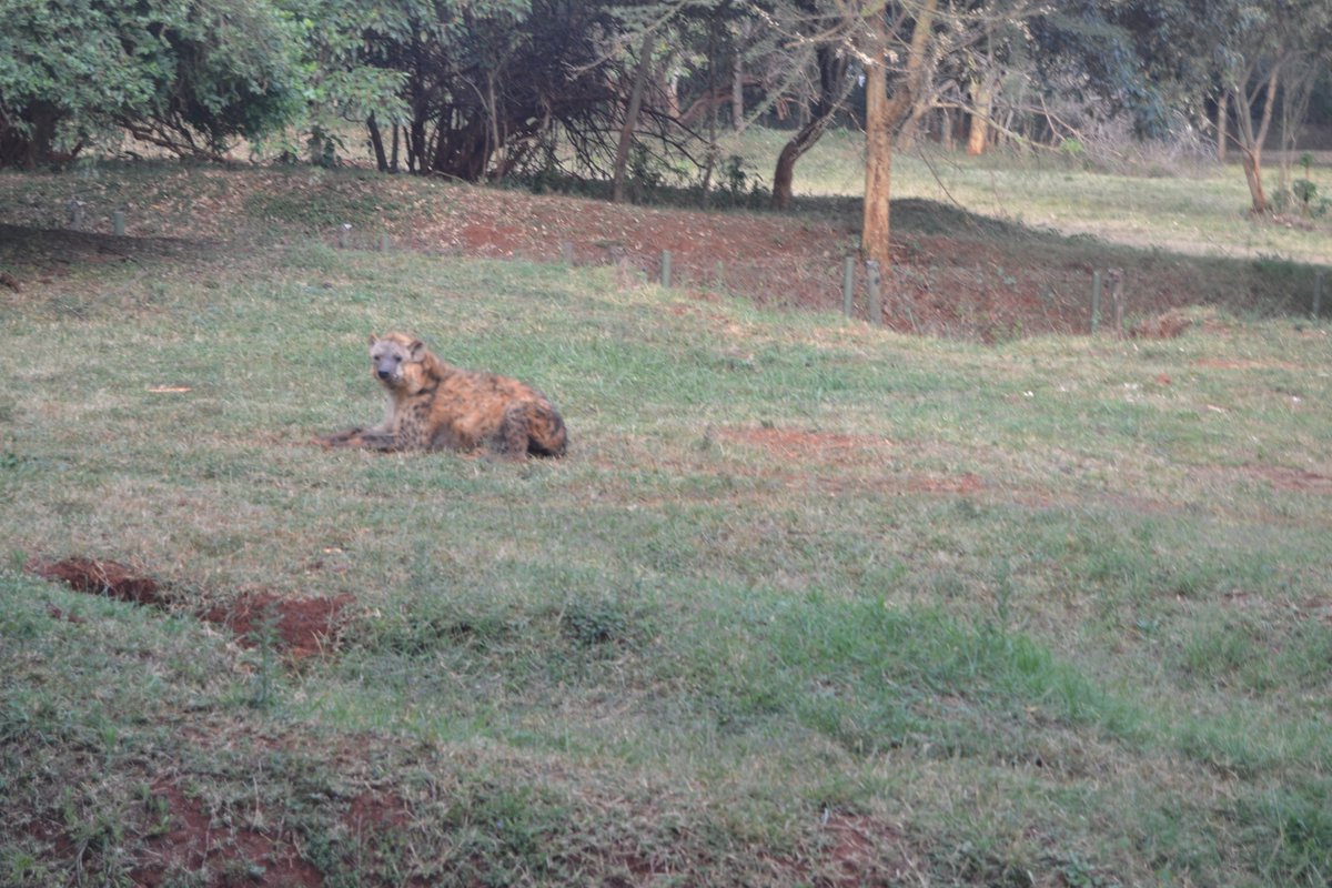 GiraffeCenter's tweet photo. Hyena has no purpose on earth? Think again. Parks are clean thanks to them. We need our environment clean too. Bad is coming to worse https://t.co/fIDCniRQqg