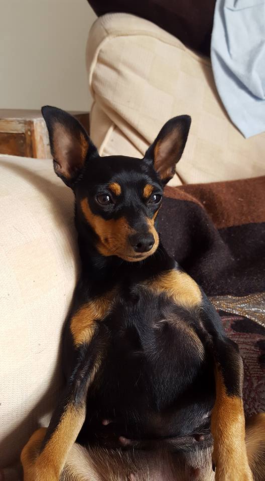 DarkEyeSocket's tweet photo. please could folks retweet my last post... about my lost dog, thank you. pics here https://t.co/RDHzKJ2xJ7