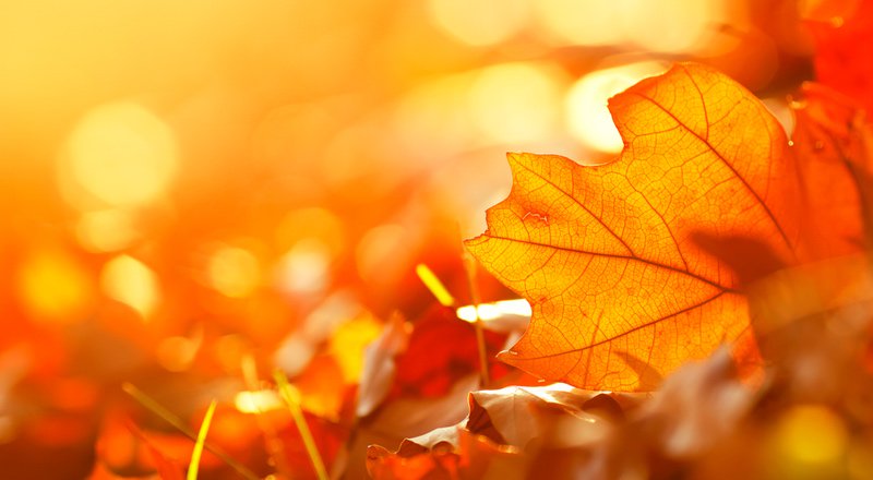 BBC (@bbc) on Twitter photo π» <a href="/BBCRadio4/">BBC Radio 4</a> celebrates the arrival of Autumn with a day of poetry. π ππ #AutumnalEquinox bbc.in/2cTb3ZR π» <a href="/BBCRadio4/">BBC Radio 4</a> celebrates the arrival of Autumn with a day of poetry. π ππ #AutumnalEquinox bbc.in/2cTb3ZR