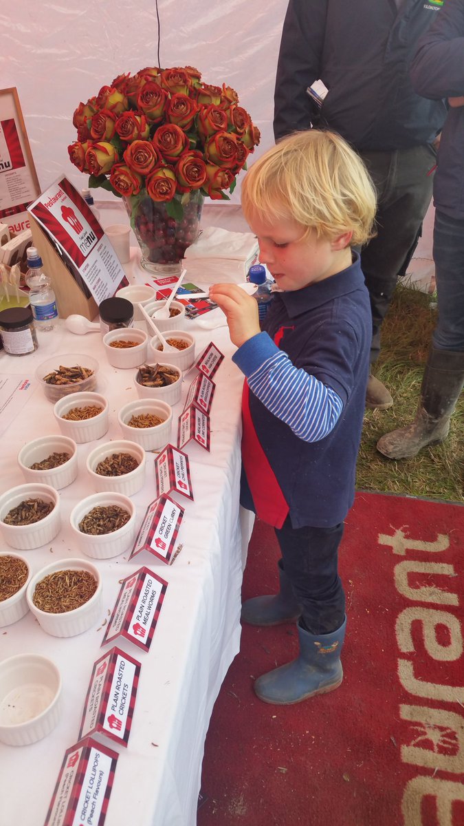 Clidu1's tweet photo. @nbshow2fm his little fella ate loads..then took a box of mealworns home and had them for school lunch yesterday#hardout https://t.co/UvDJzGhe2g