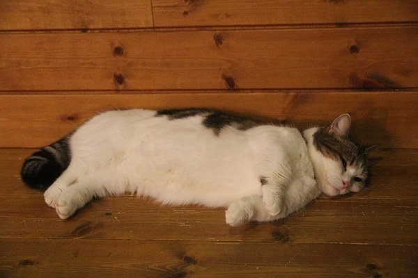 てまりのおうち てまりのおしろ On Twitter みるく 今日はかかしのマネをちて 豪快に寝てみようかちら あ そうそう 乙女のまっちろい お腹は触るの禁止よ みんな また明日ね 真っ白なお腹は 思わず触りたくなってしまいますね 本日もたくさんのご来店