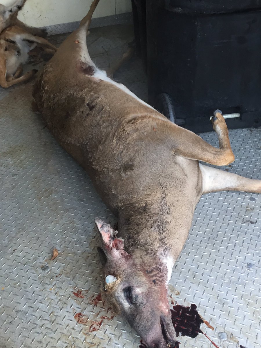 creny918's tweet image. SMH , people &amp;amp; there out of season hunting!!!! #MyWorkFlow #ThankGodForFootball🏈🏉