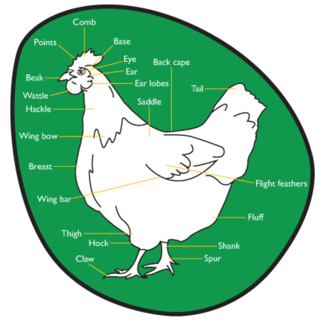chickenvet's tweet photo. #InformativeThursday And here's the anatomy of the outside of a chicken, interesting stuff ay! https://t.co/x5gNIZVH0Y https://t.co/FCXyl8mQXz