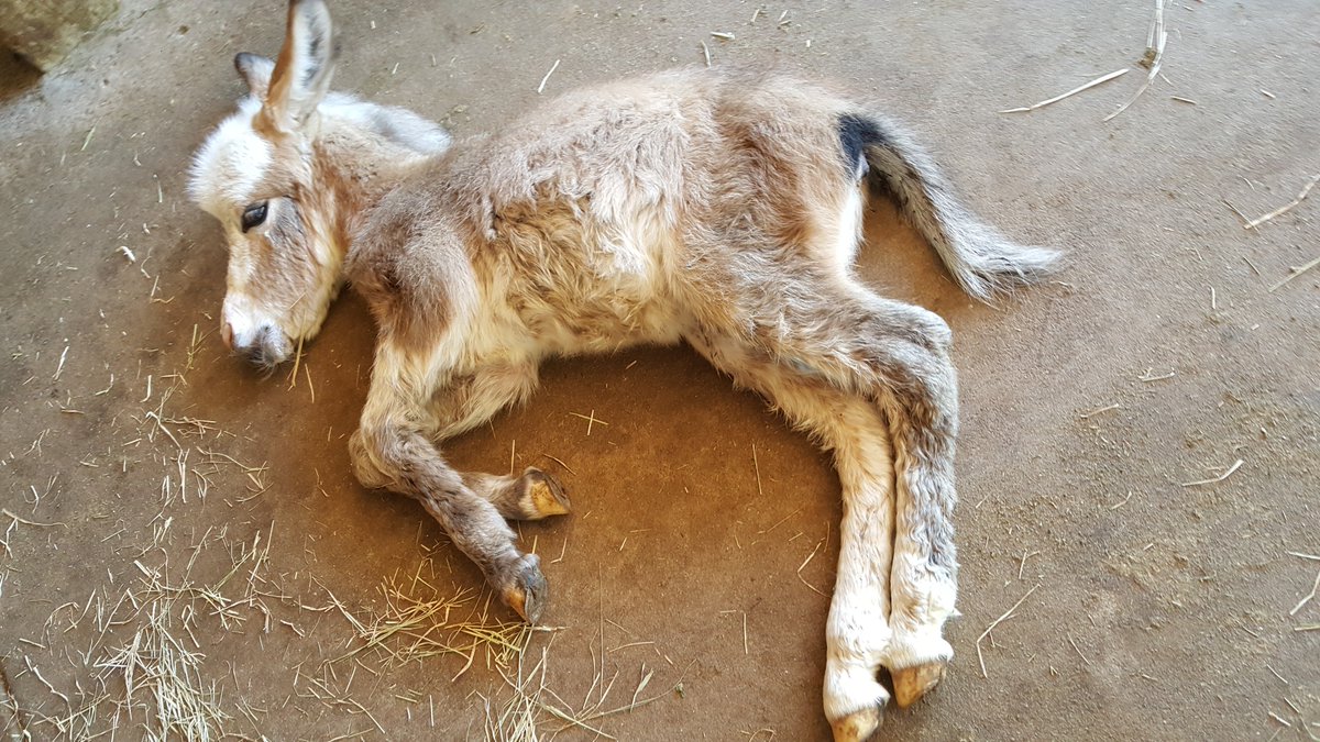 BrayfieldsFarm's tweet photo. Sorrel & White Little Boy w/Big Black Spot - New Arrival 9/17/2016
#Brayfields miniature #Donkey #minidonkey #miniaturedonkey https://t.co/h8rQMLHdFP