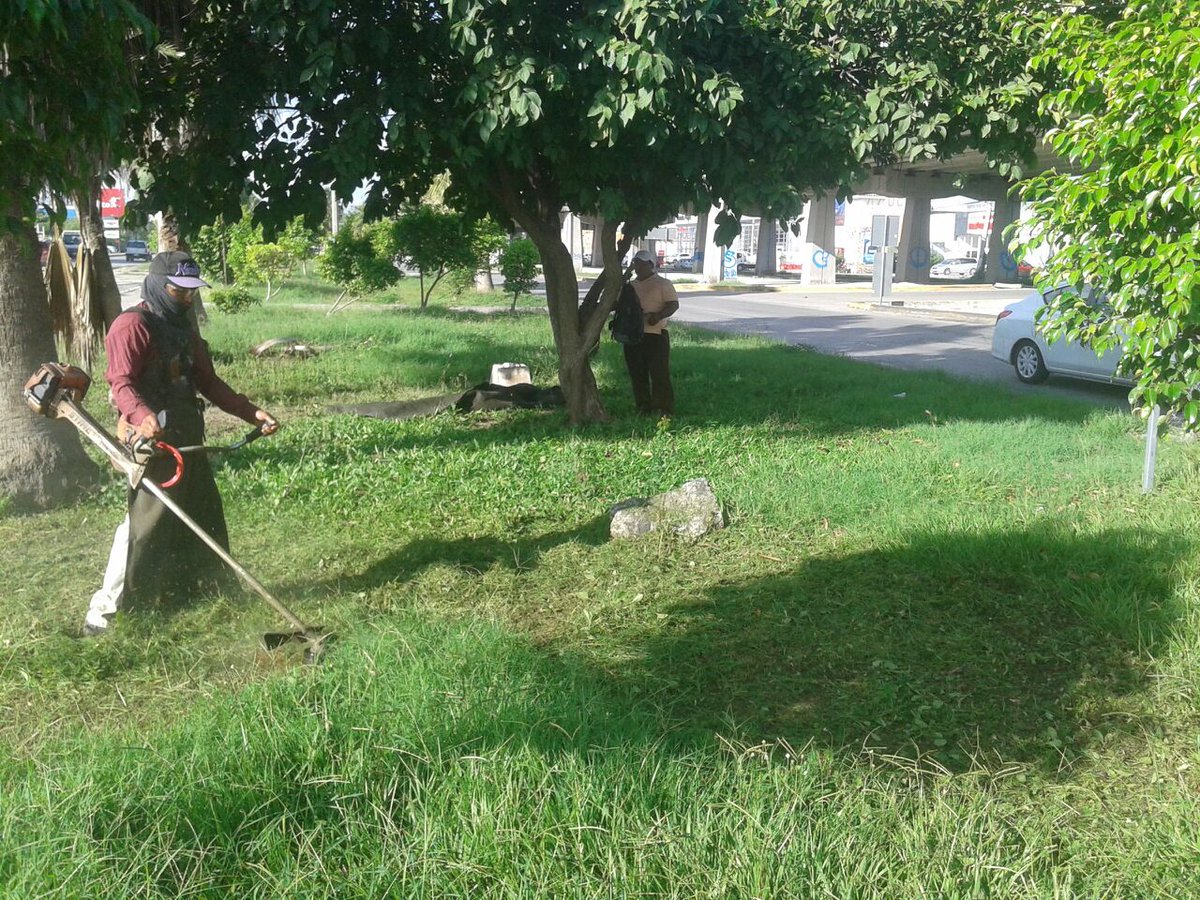 ServiciosPubSOL's tweet photo. Podado y limpieza de áreas verdes de laterales de carretera federal entre av. 38 y CTM  @rafa_castro2 @NoelCrespoPlaya @AytoSolidaridad https://t.co/ygC5JJqIWa