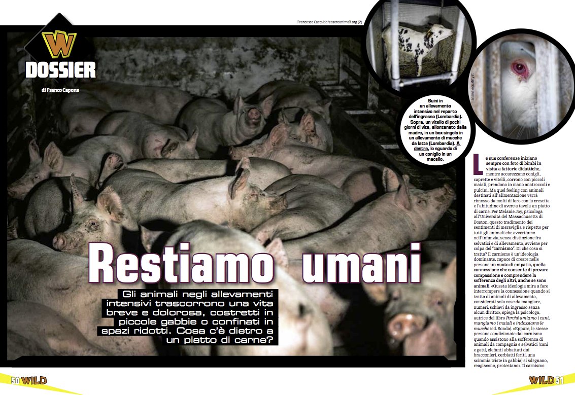 EssereAnimali's tweet photo. In edicola il nuovo numero di FocusWild con 7 pagine su allevamenti e prodotti animali... e molte nostre foto! https://t.co/MGwRpRyr1j