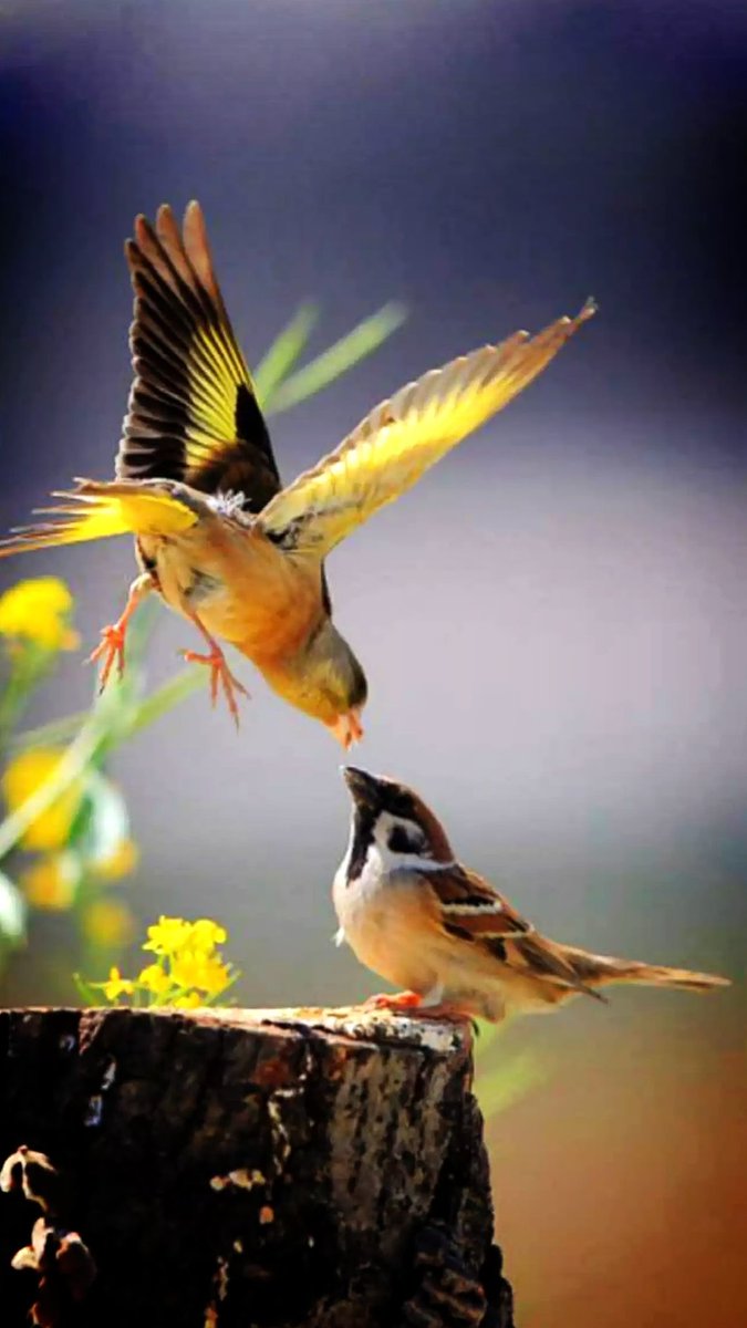 Sevgiyi büyütmek hiç klay degil