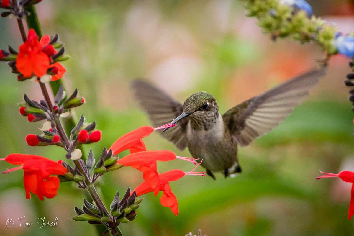 lightlifeimages's tweet photo. Last of my #Hummingbird photos for this season. #NOVA_Parks Meadowlark Botanical Gardens. https://t.co/k8oD1FOHzG
