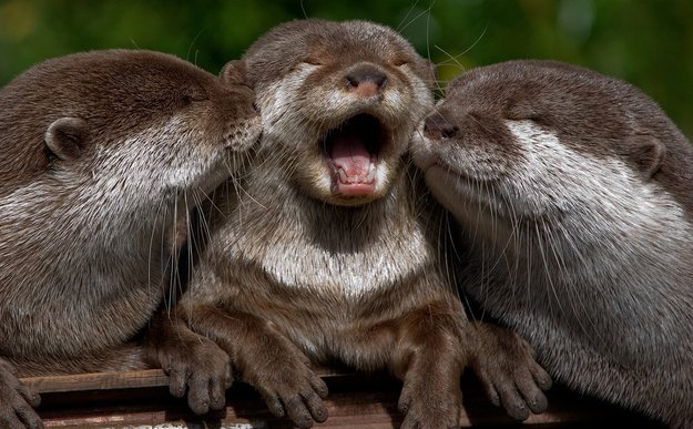 OrlandoTkts's tweet photo. Did you know it's Sea Otter Awareness Week? Be sure to say hello to these cuties at @SeaWorld or @BuschGardens ☺️ #otterlydorable https://t.co/XHTti2mpwg