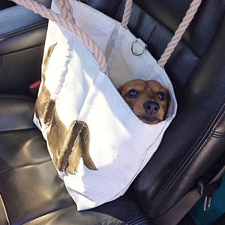 SeaBagsMaine's tweet photo. 🌭🐶👀  Tweet your pup with #dogsofseabags + Enter-to-Win items from our Pet Collection: https://t.co/aySb6xY1xC Photo from Michelle L. ❤️ https://t.co/cQsCZNawd6