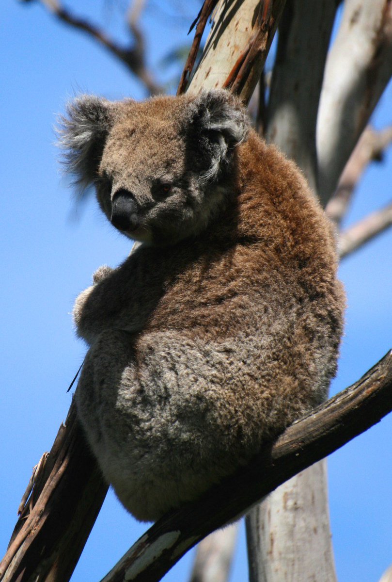 BewleyPatsy's tweet image. #Advantages Of Having A Savings Bank Account In Australia twitters.online/advantages-of-…