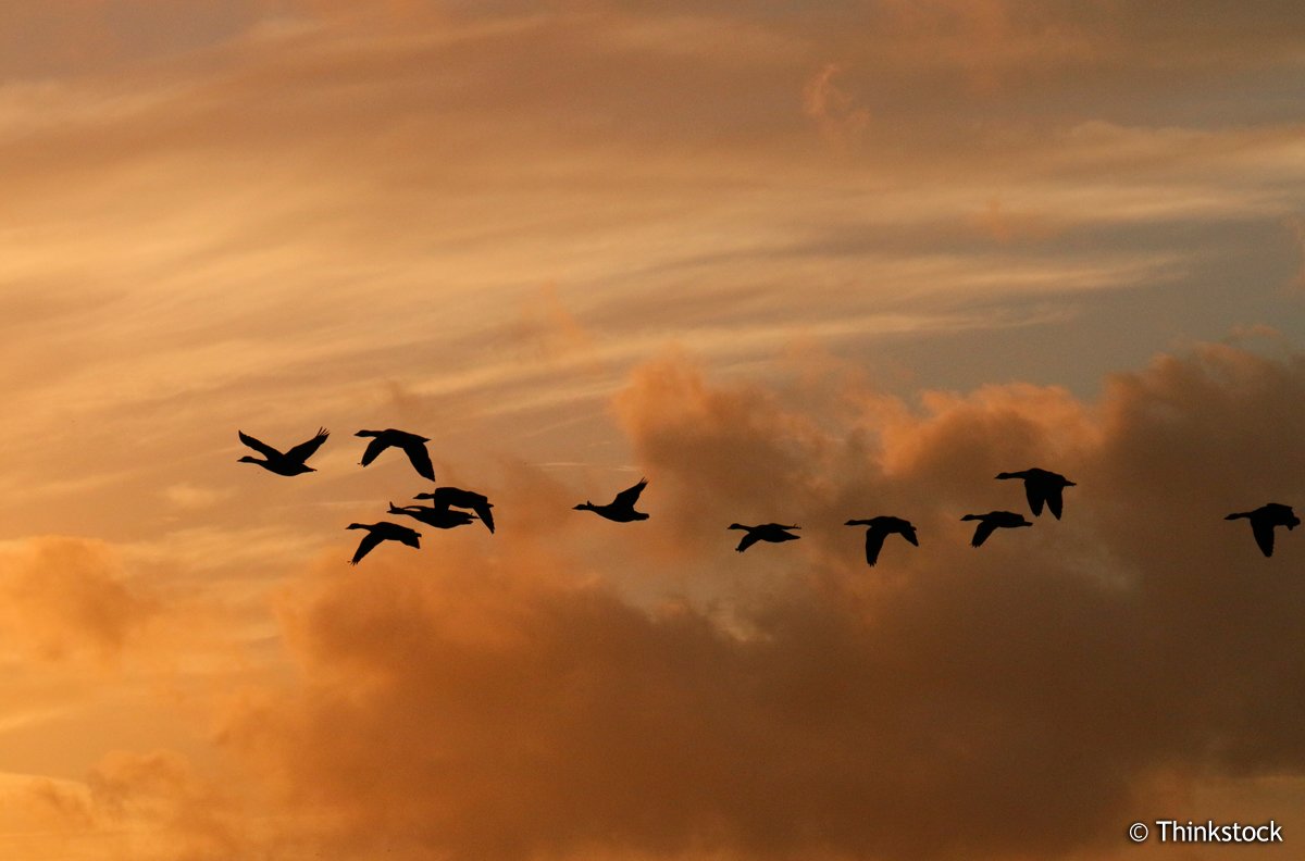 environmentca's tweet image. #Hunters: Buy and print your #HuntingPermit for #MigratoryBirds online! ow.ly/9FMj304sqYm