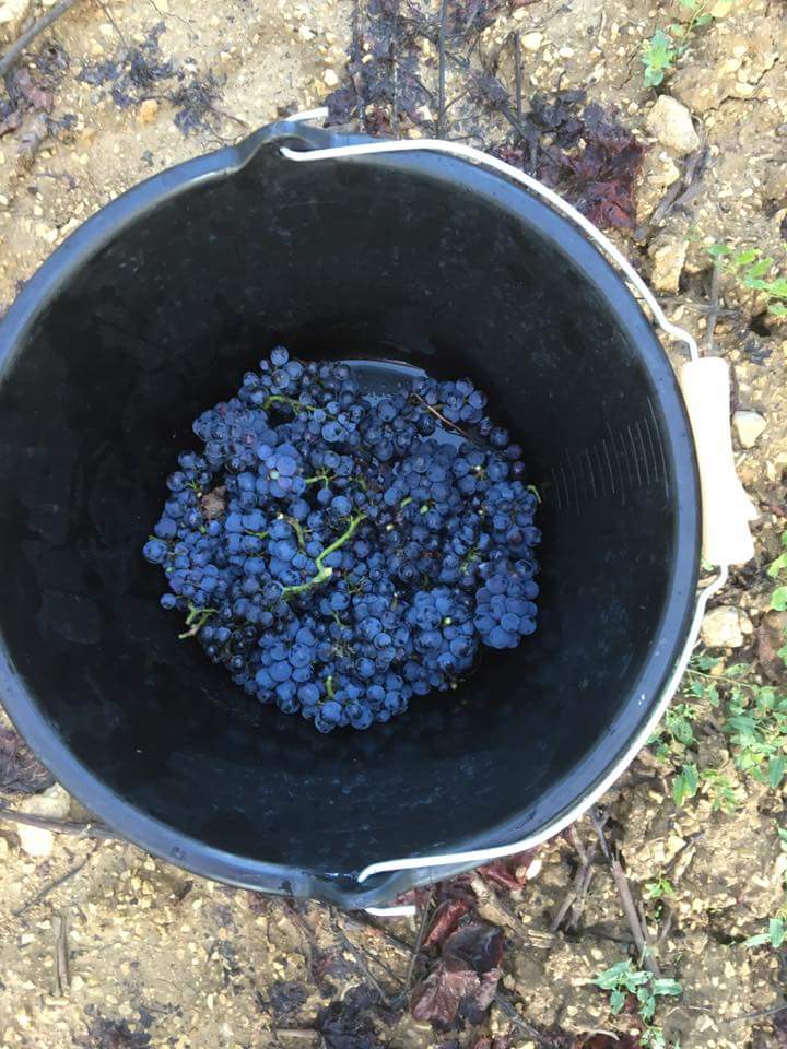 FredericBillet1's tweet photo. #DomaineGoisot #SaintBrisLeVineux
It took 50 vines 2 #harvest this little #PinotNoir #grapes. Hail &amp; frost were lethal 4 #Burgundy vineyards https://t.co/LvwU0IyAM2