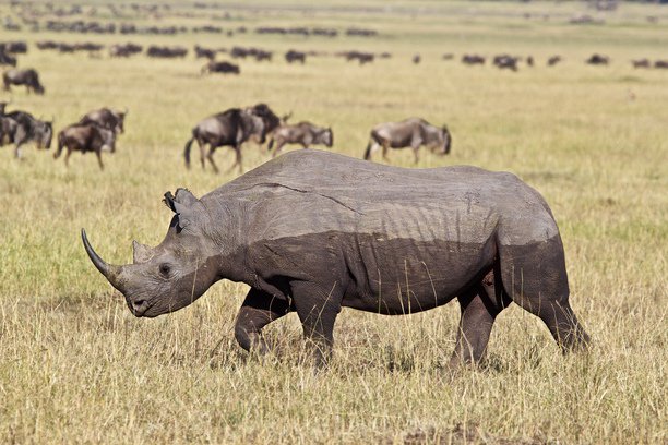 We had an early start this morning. @ Mara Triangle - Maasai Mara National R trover.com/d/1J02c-mara-t…