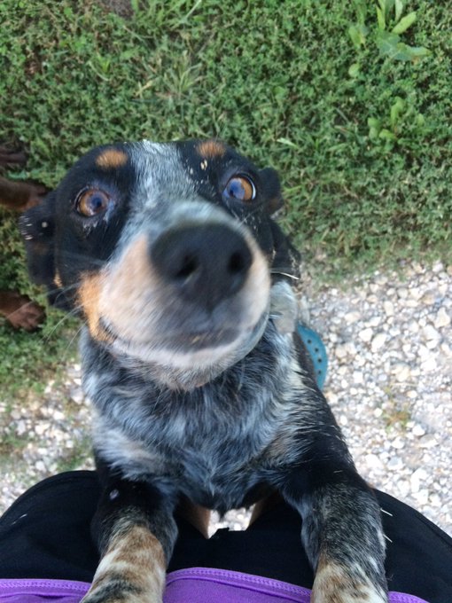 you guys my puppy is s'cute even tho she has mud on her😅 https://t.co/dJnTbda0et<a href="/tag/newprofilepic"class="tags"><span>#newprofilepic</span></a>