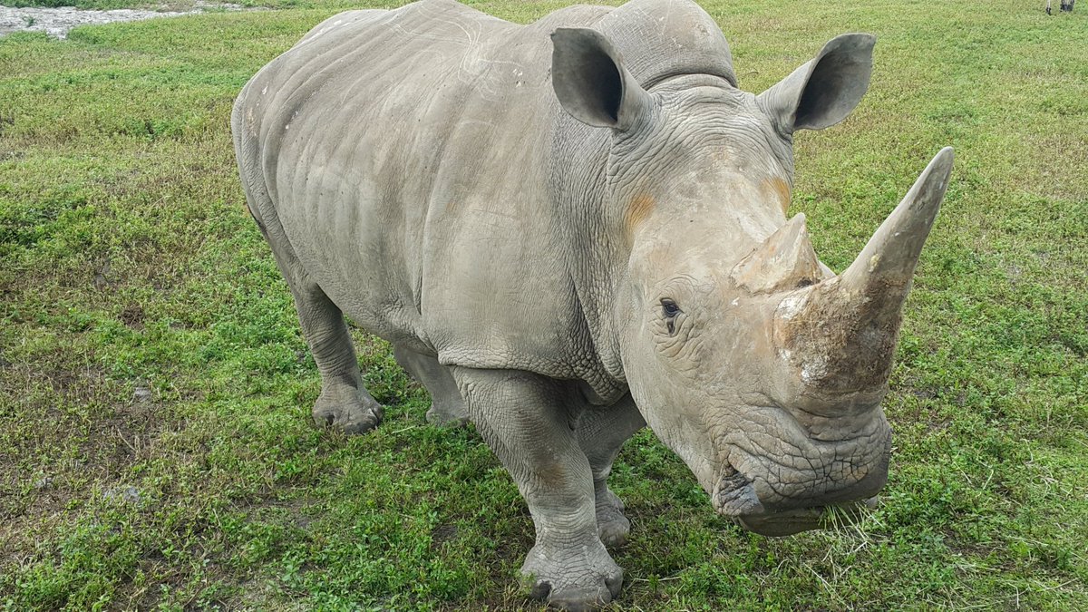 MrScottEddy's tweet image. Rhino horns are not made of bone, they are made from a protein called keratin. #WorldRhinoDay
