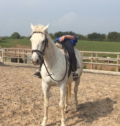 Horsemart's tweet image. 15.3hh / 6 years 10 months / Gelding / All Rounder
horsemart.co.uk/stunning-15-2-…