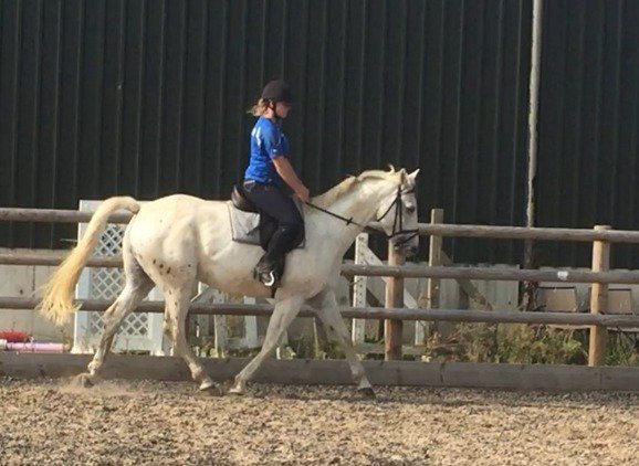 Horsemart's tweet image. 15.3hh / 6 years 10 months / Gelding / All Rounder
horsemart.co.uk/stunning-15-2-…
