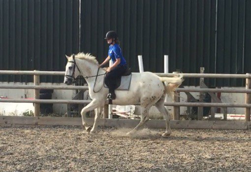 Horsemart's tweet image. 15.3hh / 6 years 10 months / Gelding / All Rounder
horsemart.co.uk/stunning-15-2-…