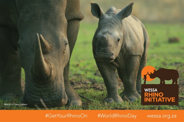 WESSA_za's tweet photo. #GetYourRhinoOn! A group of rhino is called ‘a crash’ and is mostly made up of a female and her calves. #WorldRhinoDay #RandomRhinoFact https://t.co/RMAHQo1vVH