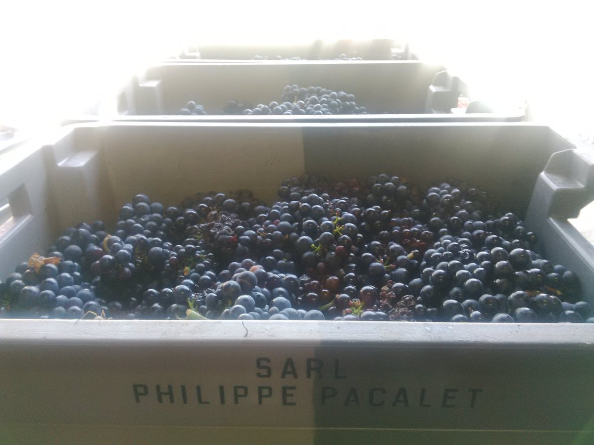 Vendanges 2016, c'est parti #chenas #pacalet