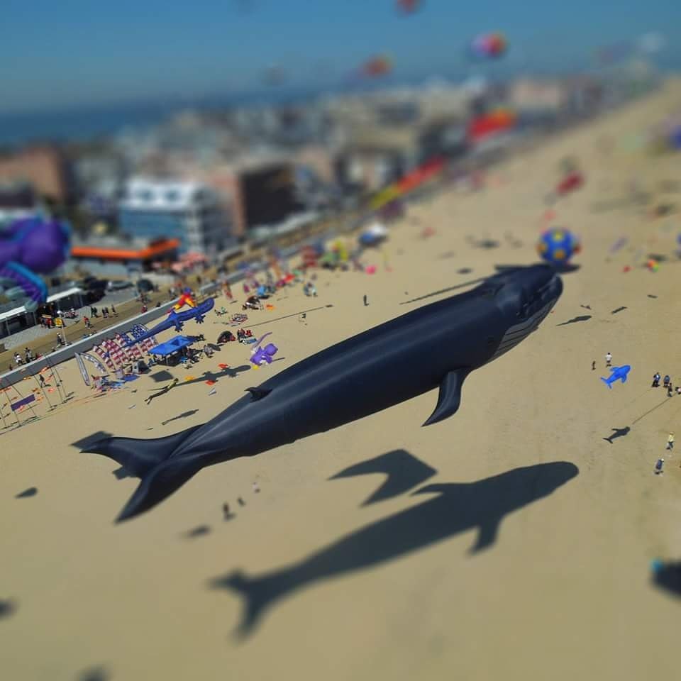 KiteLoft's tweet photo. Starting today, don't miss out! 
Sunfest Kite Festival @KiteLoft https://t.co/5t7GpkS6xy