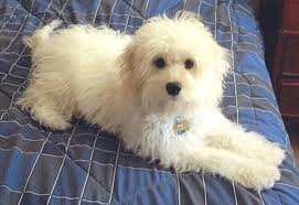 BiggoneDotCom's tweet photo. Top 10 Hybrid Dogs - https://t.co/fWhTVno2Vq - #Animals #Dog #HybridDogs https://t.co/2locQTFFPt