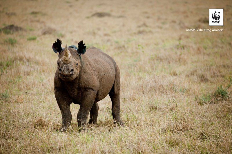 This #WorldRhinoDay is especially exciting bcoz in a month's time, we'll be launching the Tsavo East Rhino Sanctuary together w/ <a href="/kwskenya/">Kenya Wildlife Service</a>!