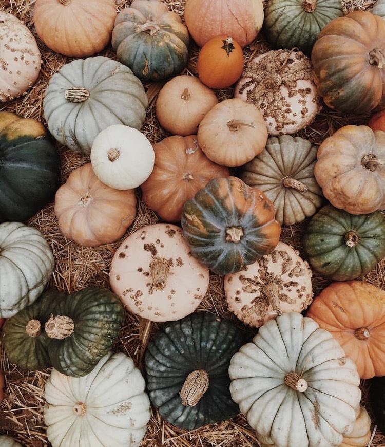 coffee_n_mtns's tweet photo. It's officially fall 🎃 https://t.co/iFQMn8uSuS