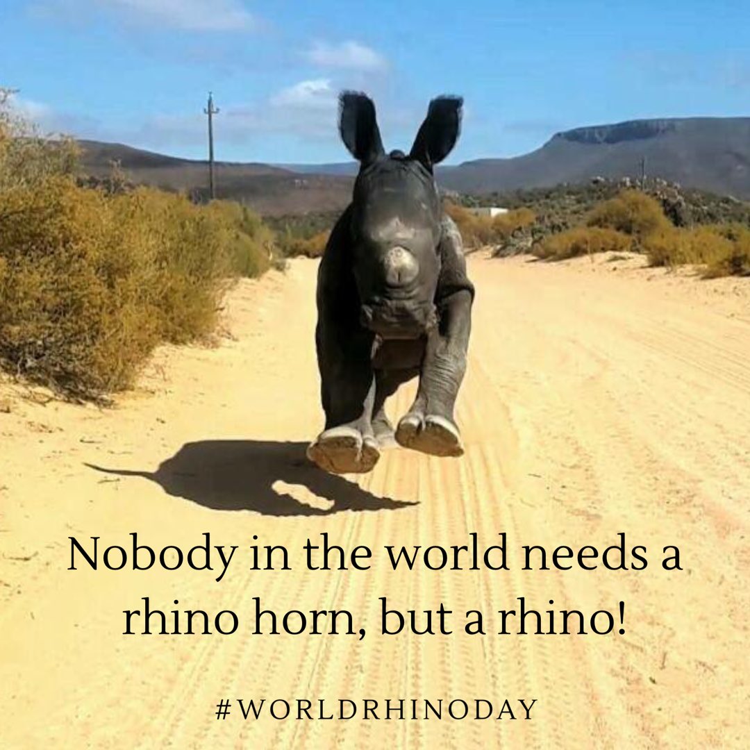 HeadOnDesign's tweet image. Happy @RhinoDaySept22 baby Osita. Pop over to our fb page to join our auction to help raise funds for his care. #WorldRhinoDay @KFMza